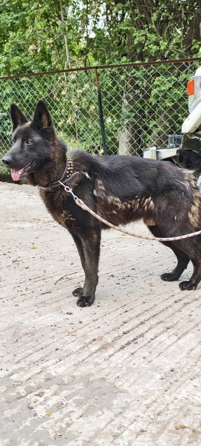 black german shepherd pair