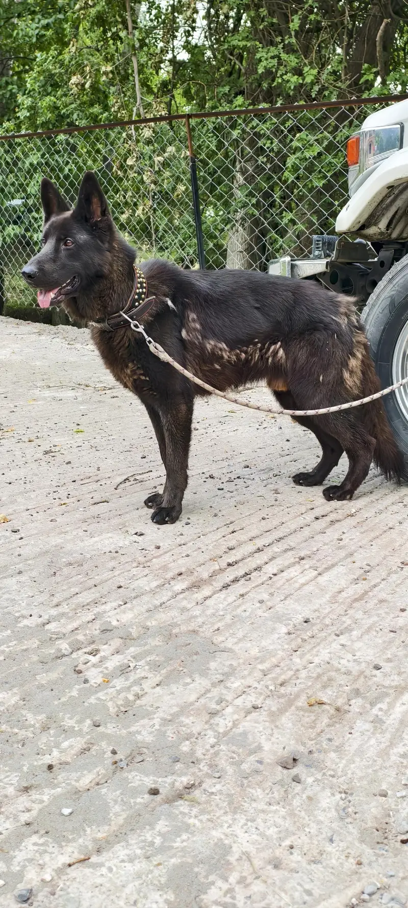 black german shepherd pair — photo 2