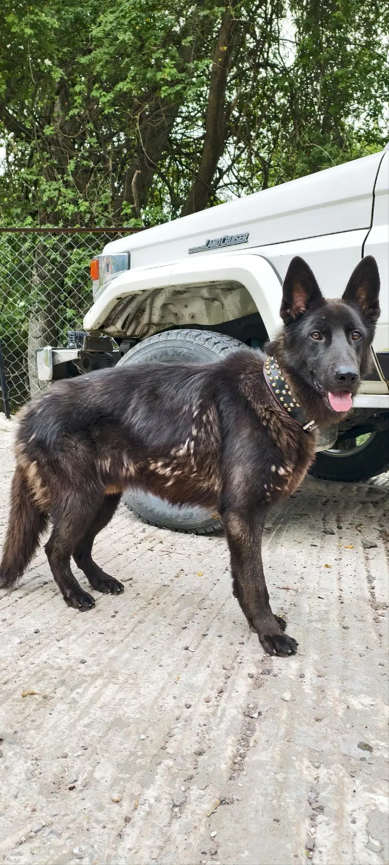 black german shepherd pair — photo 3