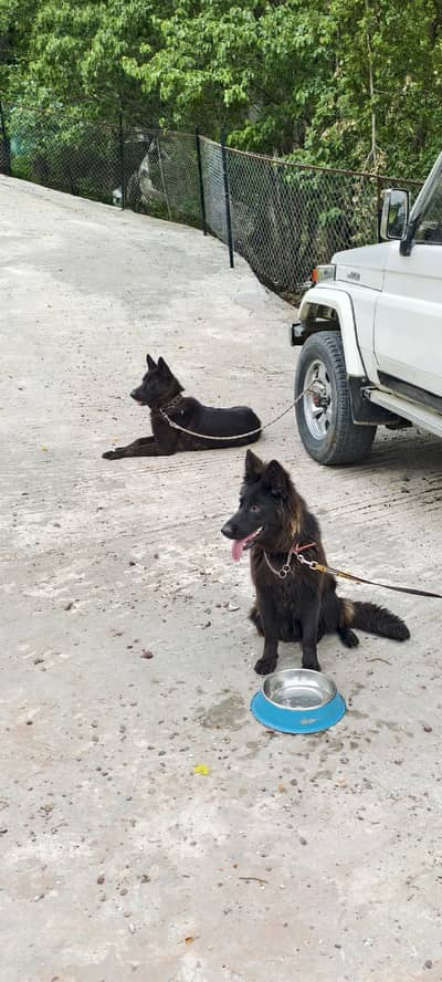 black german shepherd pair