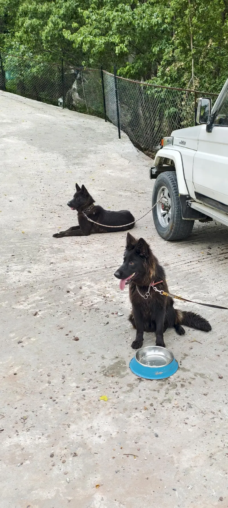 black german shepherd pair — photo 4