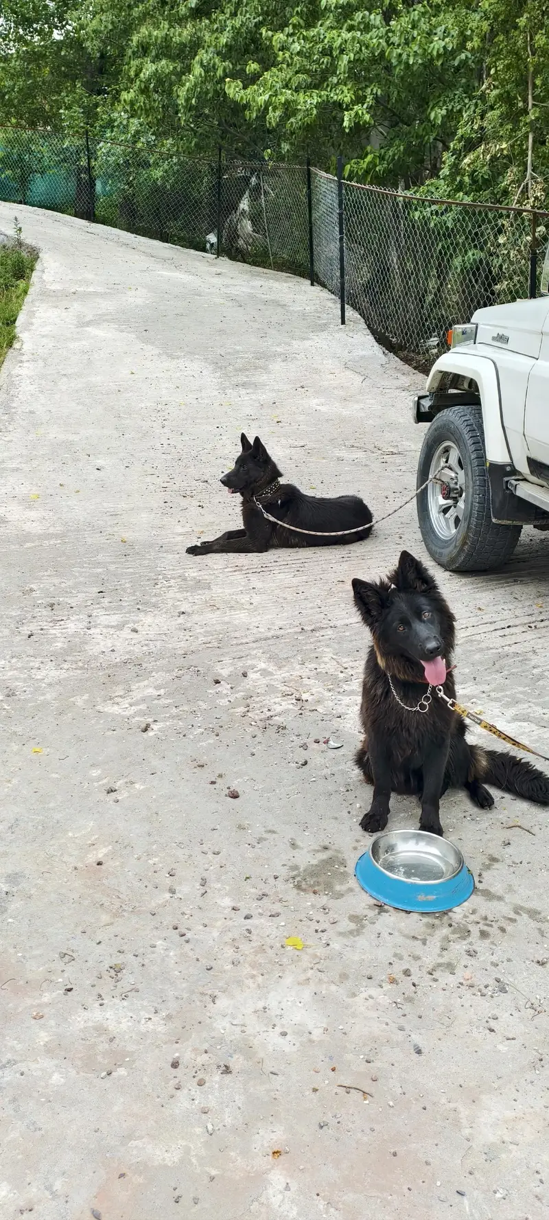black german shepherd pair — photo 5