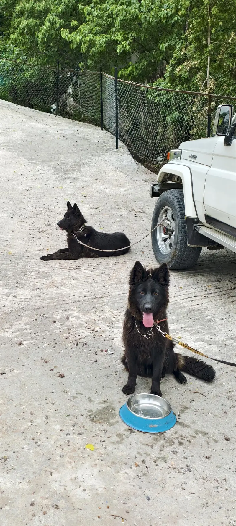black german shepherd pair — photo 6