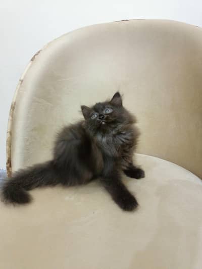 Persian female brown kitten triple coated punch face