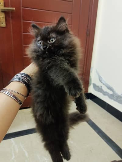 Persian female brown kitten triple coated punch face