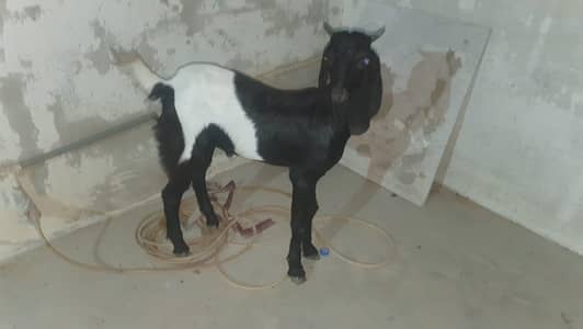sindhi bakra abluck print maj