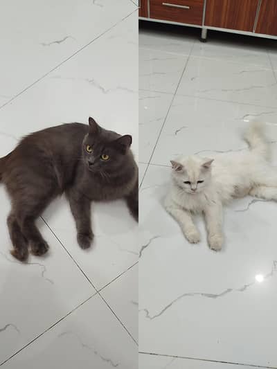 Fluffy Male & Female Cats Available – Grey & White