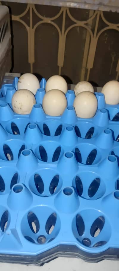 white shamo Shamu shamoo fertile eggs