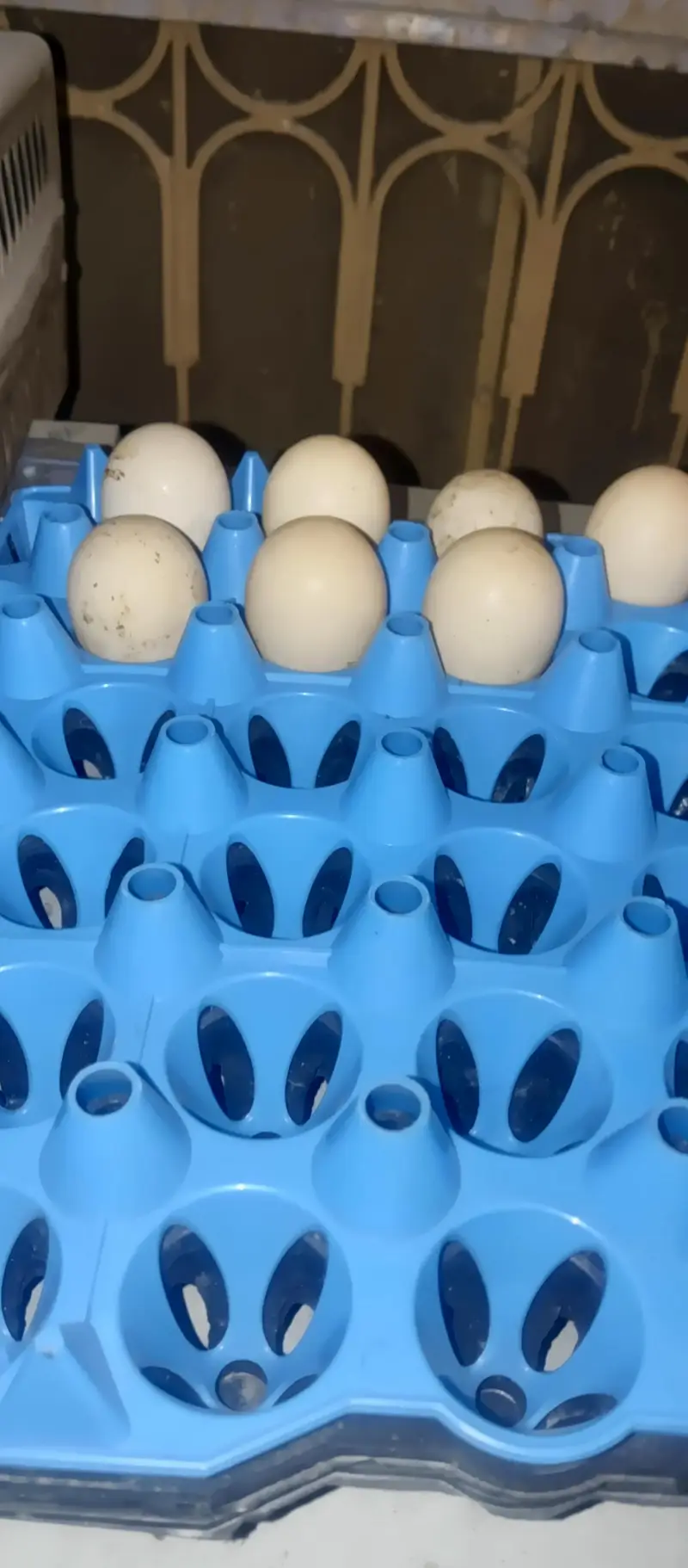 white shamo Shamu shamoo fertile eggs