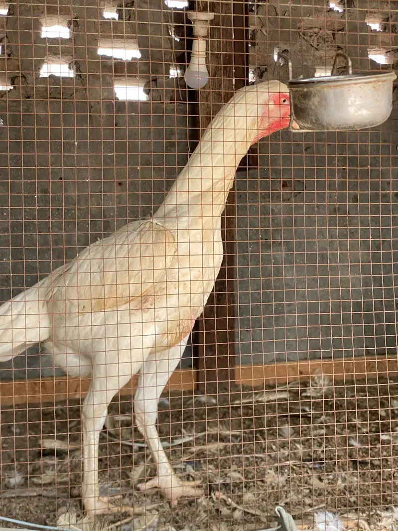 white shamo Shamu shamoo fertile eggs — photo 3