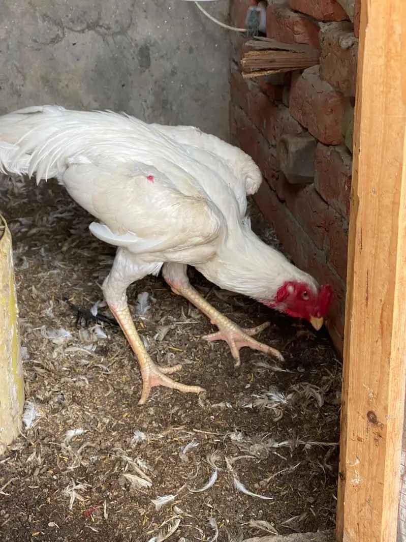 white shamo Shamu shamoo fertile eggs — photo 4