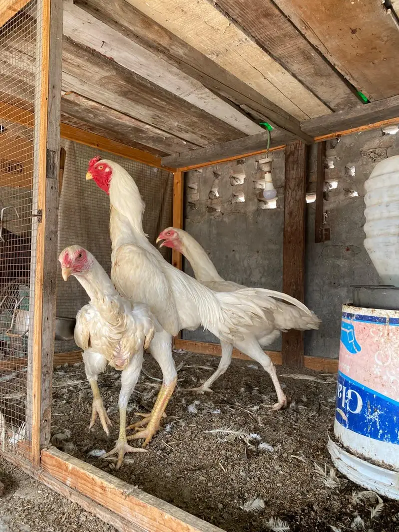 white shamo Shamu shamoo fertile eggs — photo 5