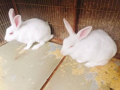 Rabbit Pair
