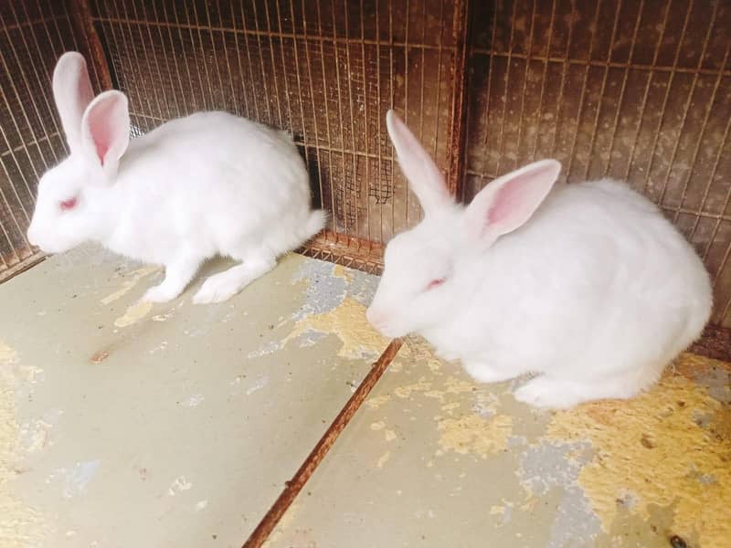Rabbit Pair 0