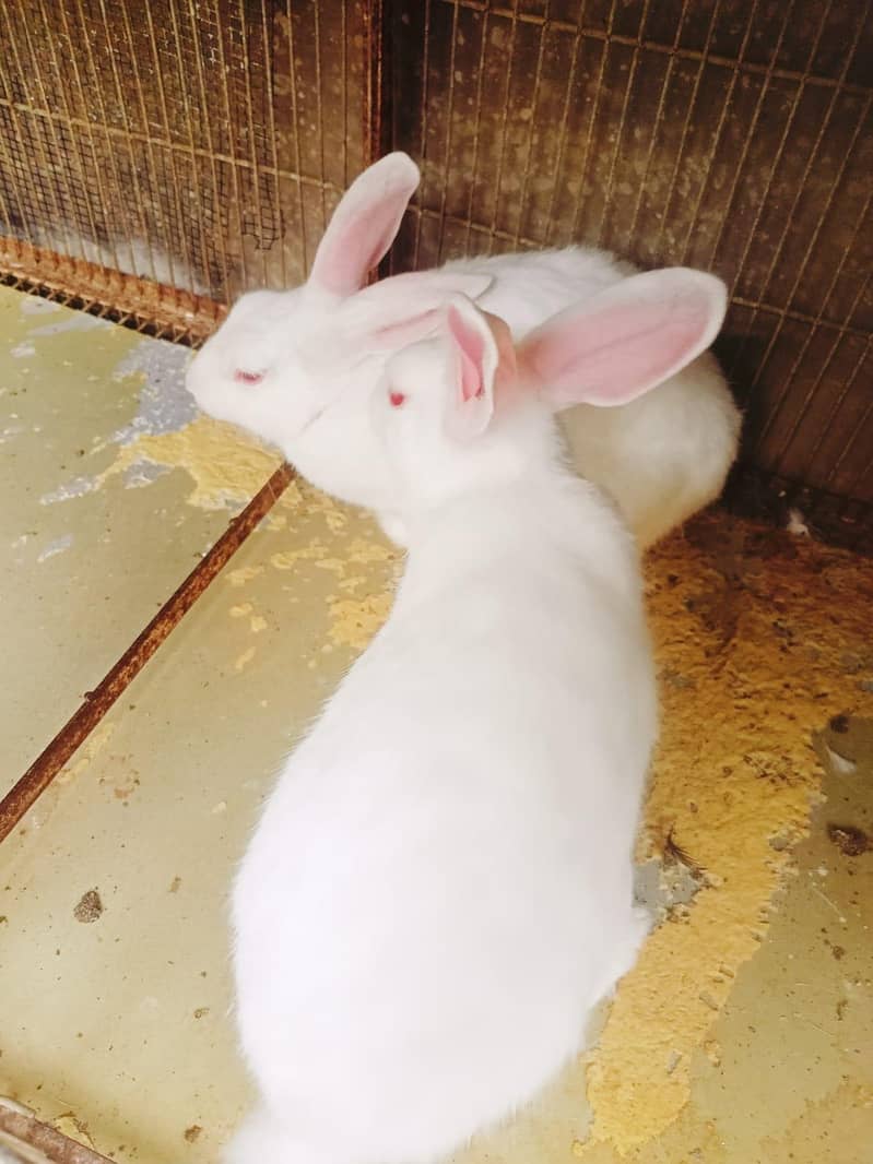 Rabbit Pair 1