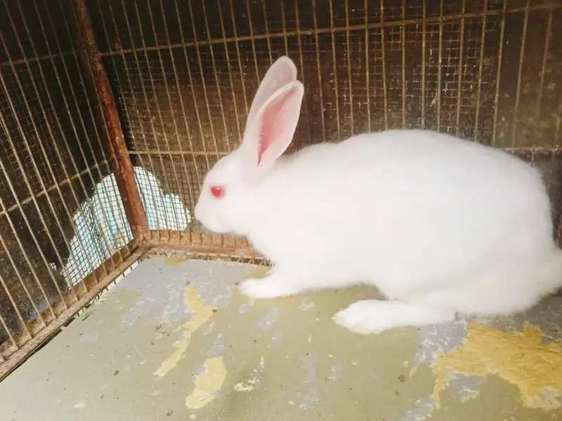 Rabbit Pair — photo 3