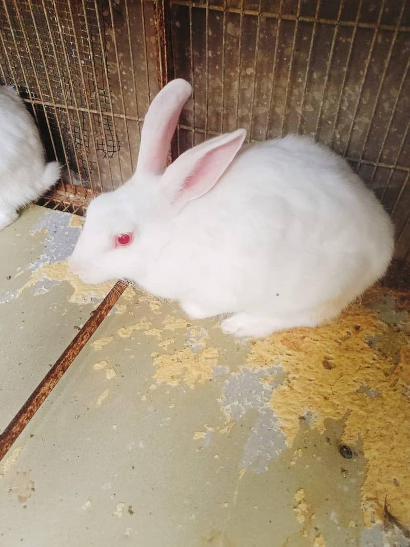 Rabbit Pair 3