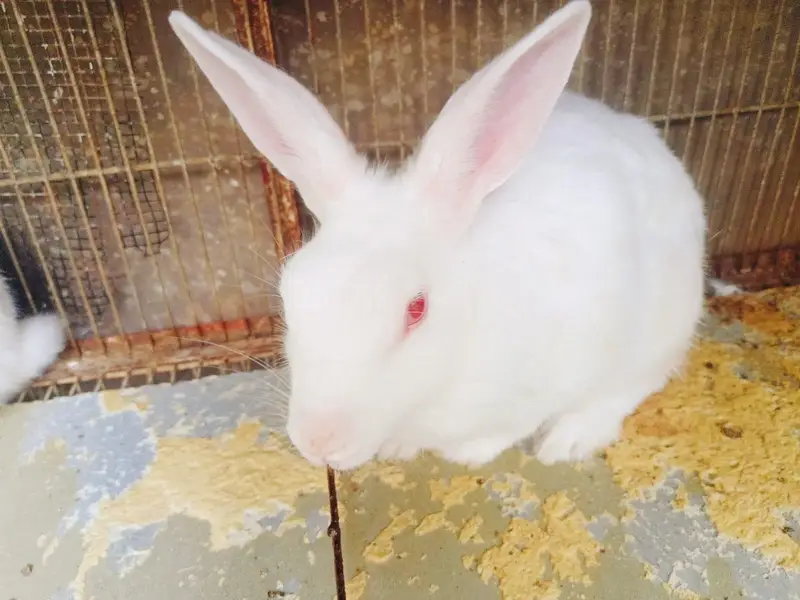 Rabbit Pair — photo 5