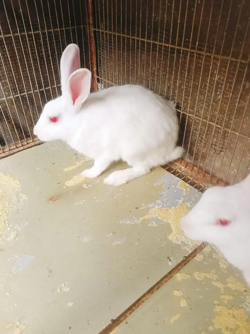 Rabbit Pair — photo 6
