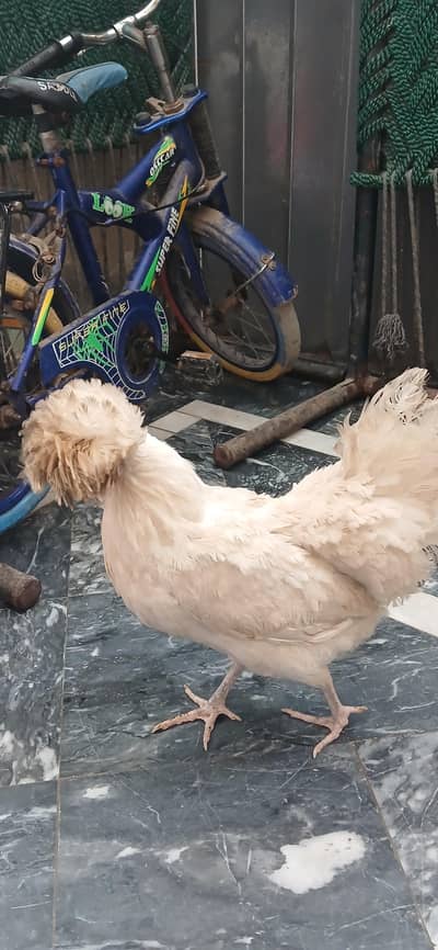 egg laying hen available