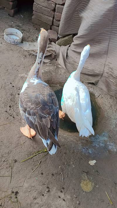 duck for sale