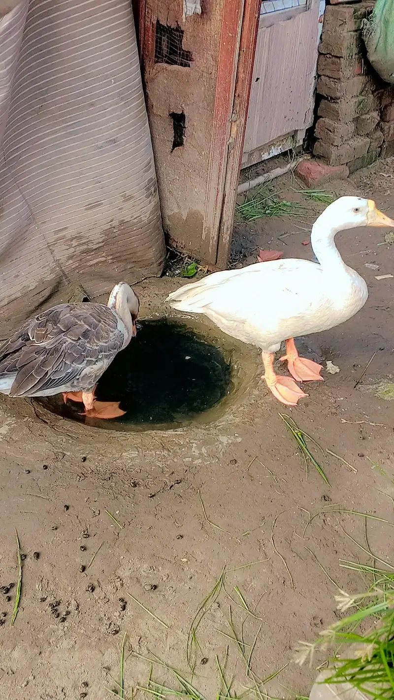 duck for sale — photo 2