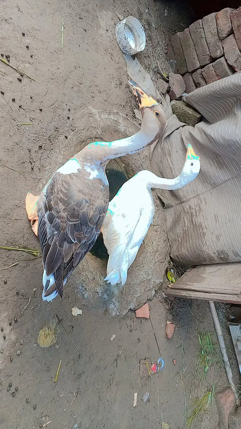 duck for sale — photo 3