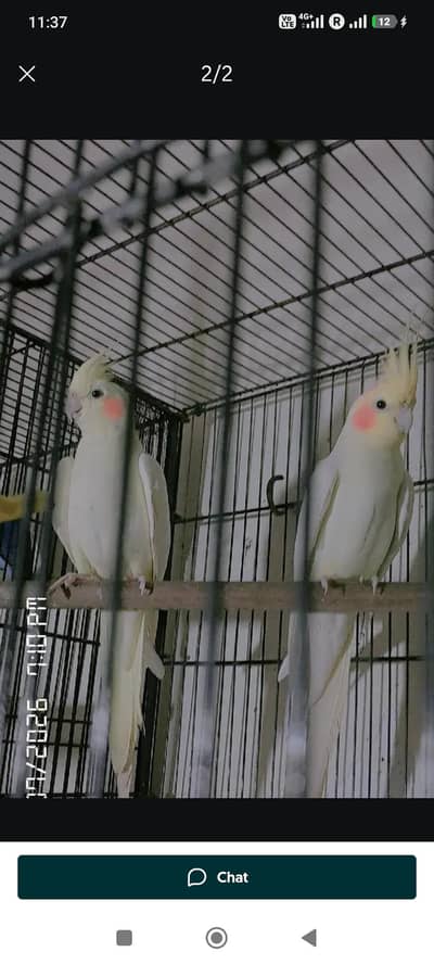 cockatiel