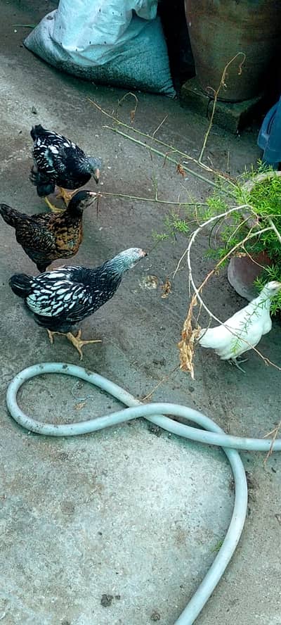 2 chicks of silver laced wyandotte are available for sale