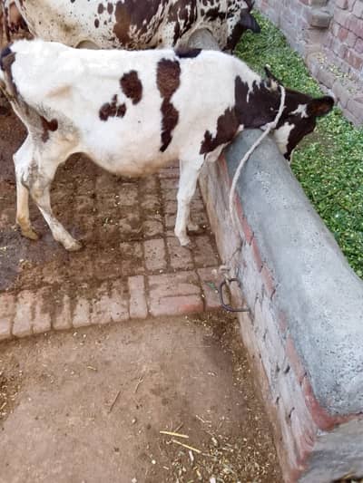 Cow | Wchi | Desi Female Cow | Croos Cow | Desi Cow / wchi for Sale