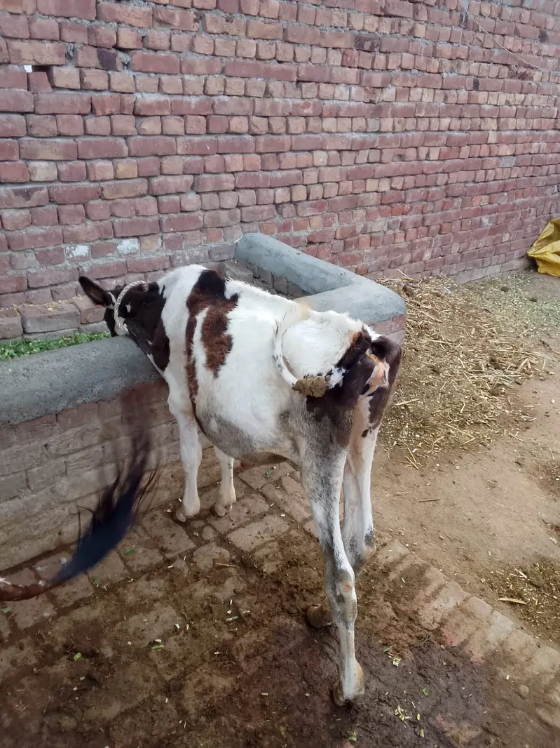 Cow | Wchi | Desi Female Cow | Croos Cow | Desi Cow / wchi for Sale — photo 3