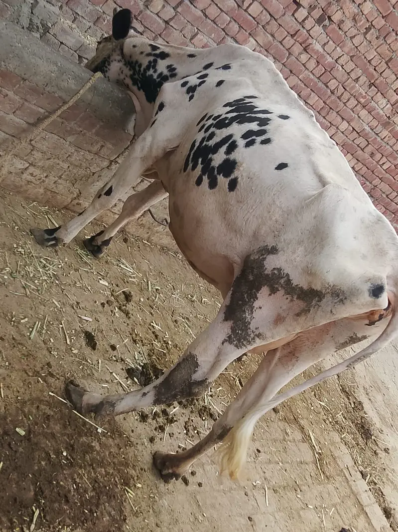 Cow | Wchi | Desi Female Cow | Croos Cow | Desi Cow / wchi for Sale — photo 4