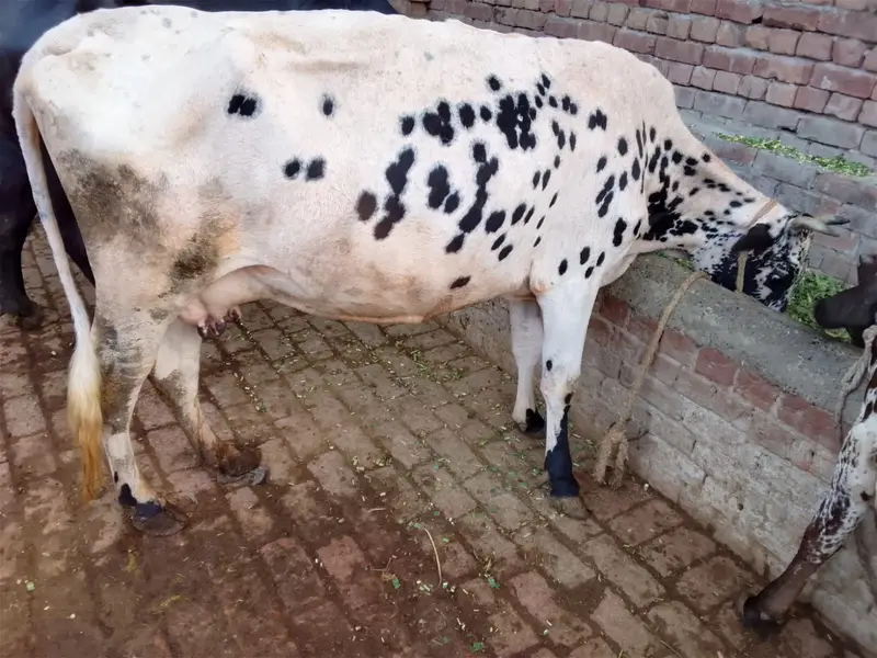 Cow | Wchi | Desi Female Cow | Croos Cow | Desi Cow / wchi for Sale — photo 5
