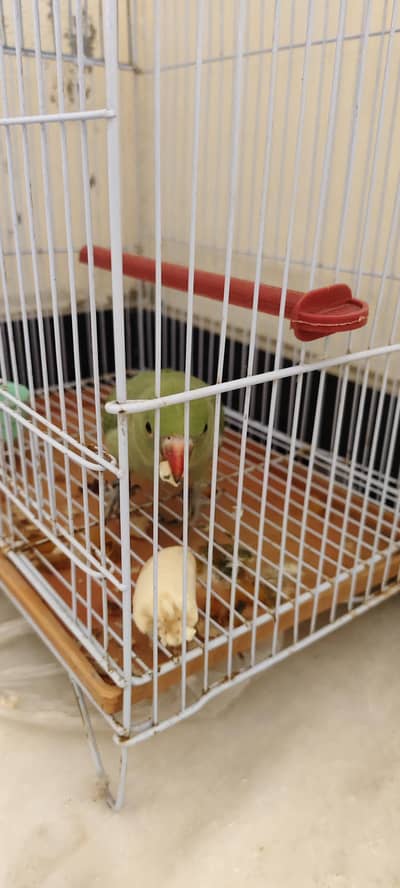 indian ringneck handtame