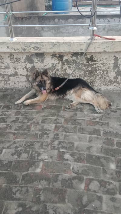 i have a beautiful pregnant German shepherd female long coat for sale