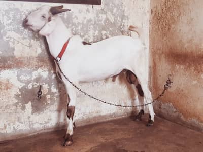 Tedy / Tapra  Male Goat Healhty and Active MahshaAllah
