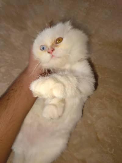 Persian cat for sale