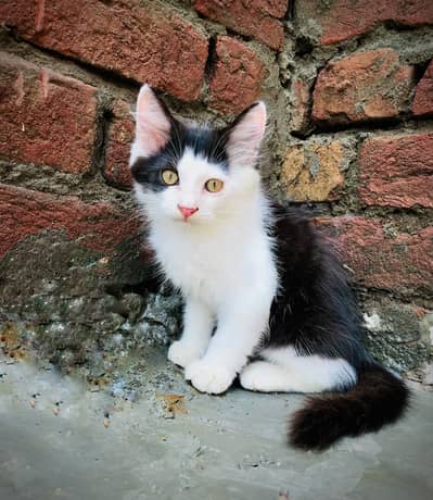 Persian Cat