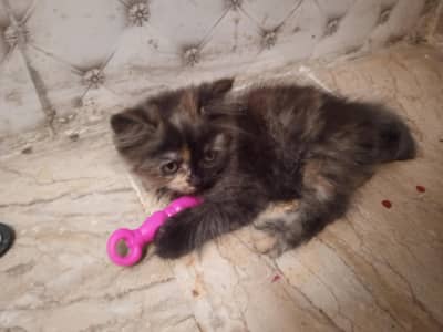 Kitten for sale litter train triple coat caliko color with black