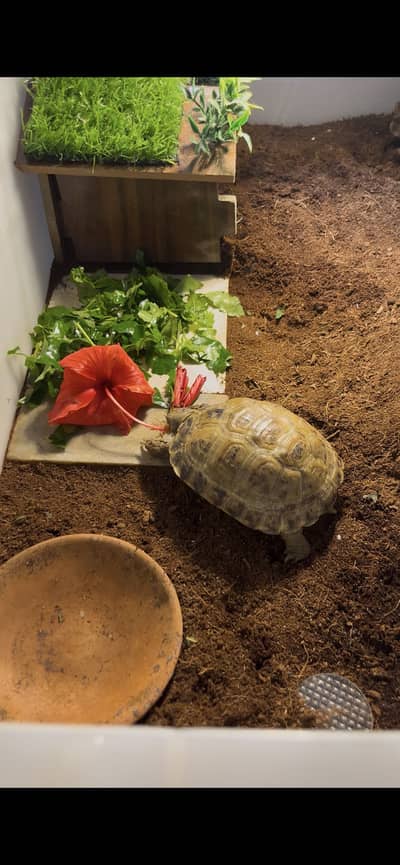 Russian Tortoise for sale with enclosure