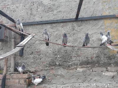 breeder joray high flyinh pigeon 1000 rupy par pice