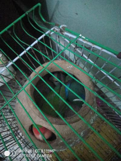 love birds