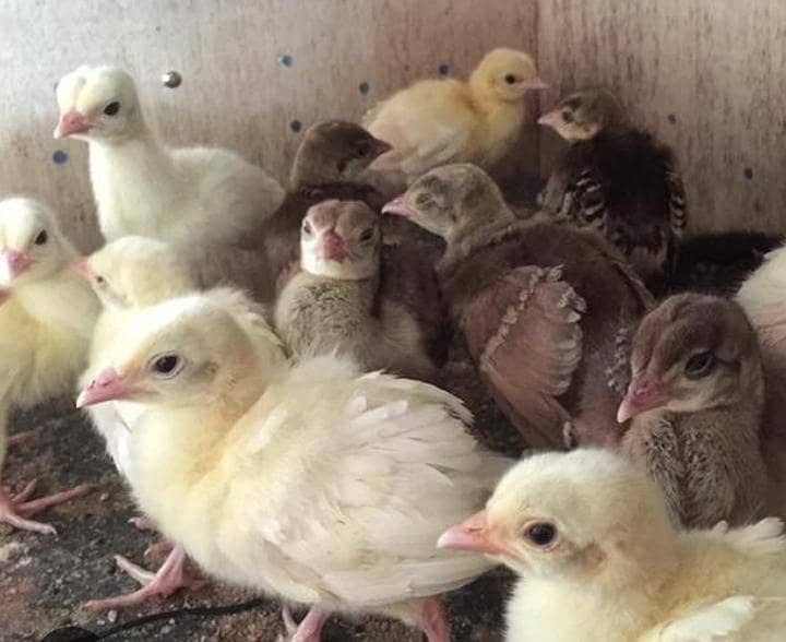 Peacock chicks 1