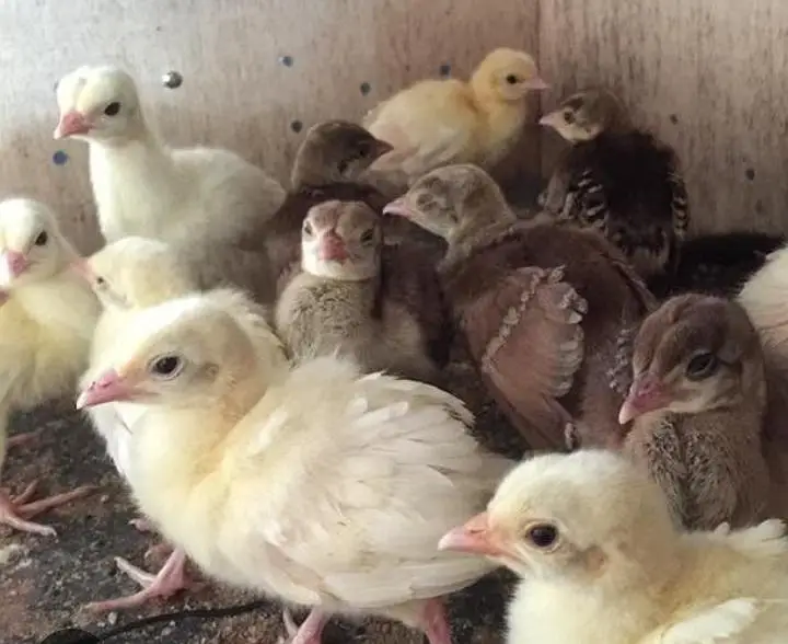 Peacock chicks — photo 2