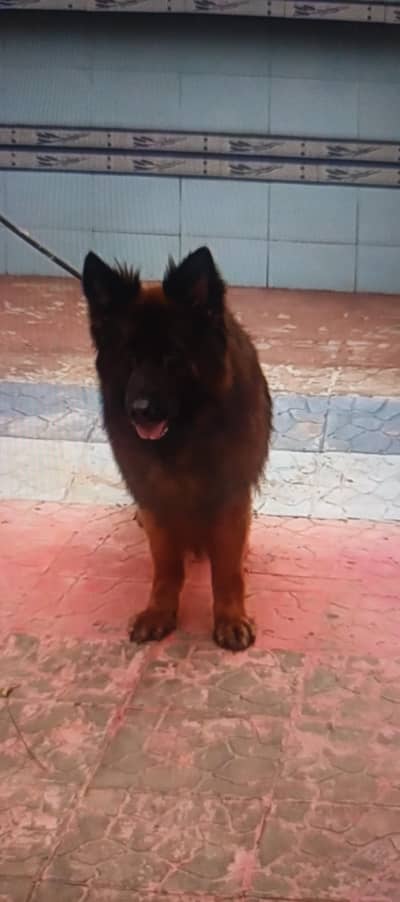 Germen shepherd male long coat