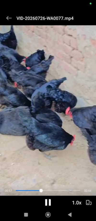 Australorp hens 10 months old ando wali for sale urgent