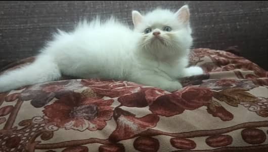 Quality persian kitten