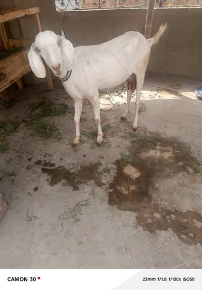 White bakri | Gaban Bakri | Goat | Goat Pair For sale