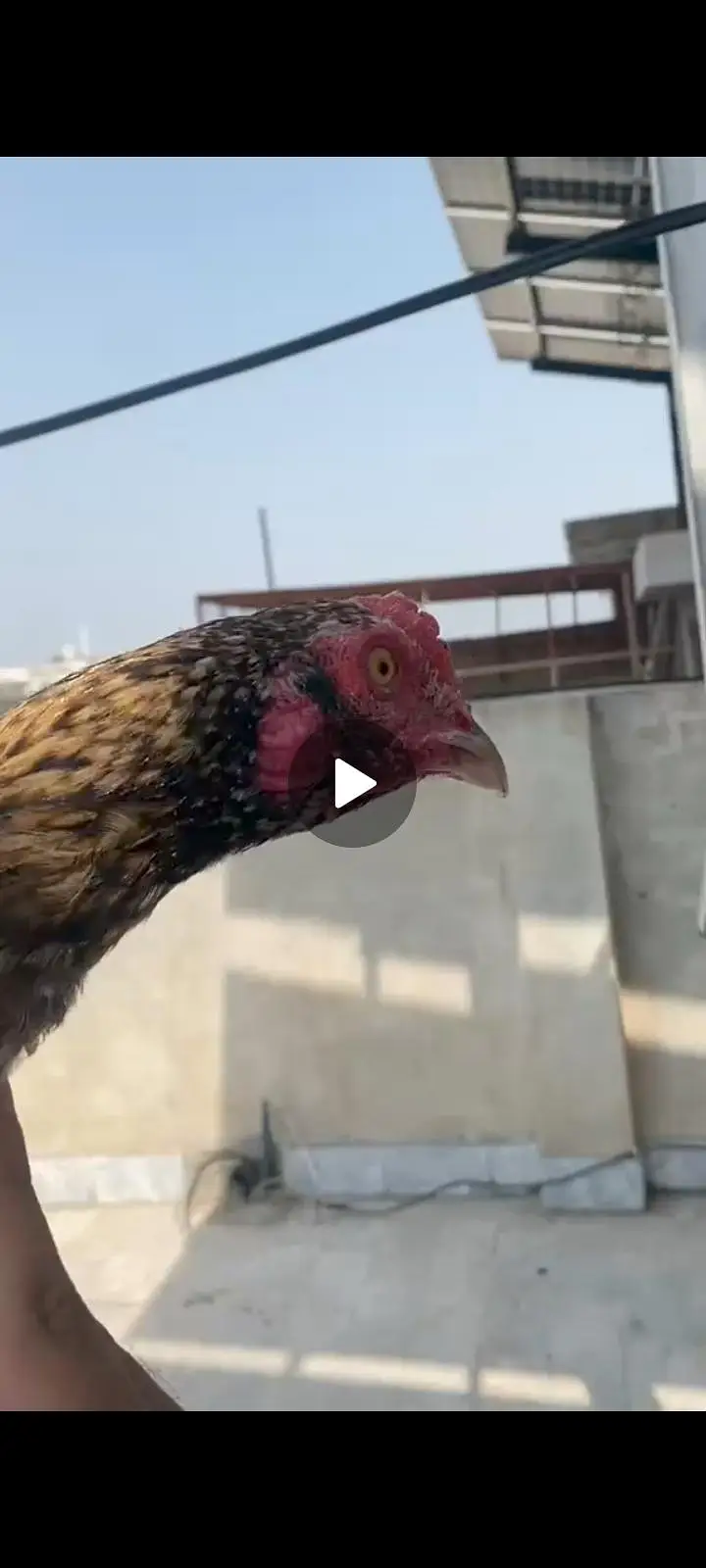 shajra and salaitha breeder — photo 3