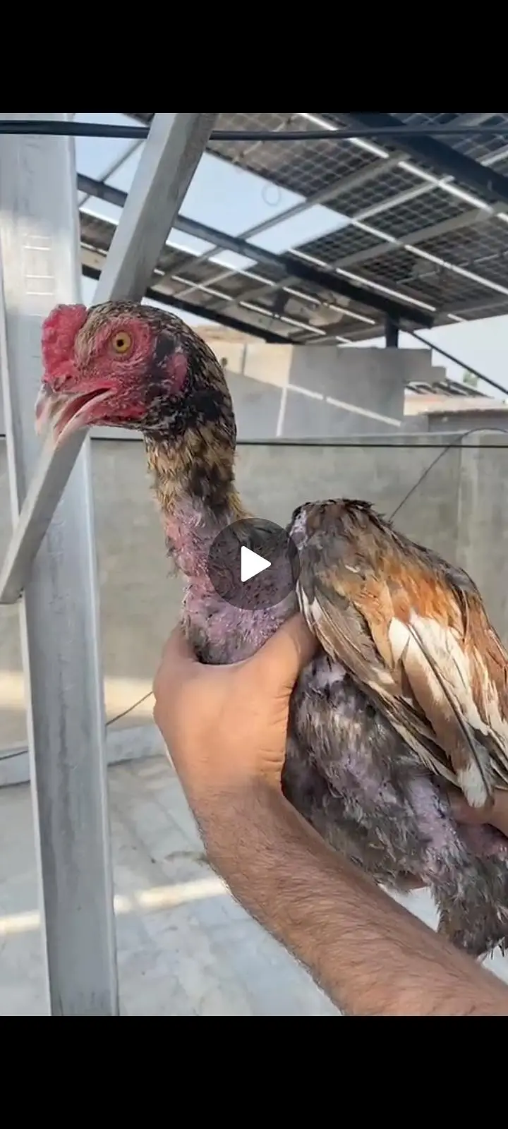 shajra and salaitha breeder — photo 5